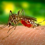 Aedis aegypti ta transmití chikungunya i dengue