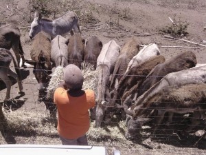 Un boluntario ta duna  e burikunan di Donkey Nursery kuminda – potrèt: Save Statia’s Donkeys