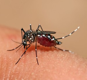 Sangura Aedis Aegypti òf sangura di dengue, ku banda di dengue ta plama chikungunya tambe - Potrèt: Wikipedia