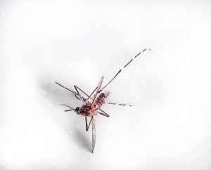 E sangura Aedis Aegipti, konosí tambe komo sangura di Yellow Fever, ta transmití Zika, Chikunguña i Dengue – potrèt: Elisa Koek