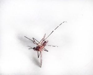 Sangura Aedis Aegipti, konosí tambe komo sangura Yellow Fever, ta transmití Zika, Chikunguña i Dengue - potrèt: Elisa Koek