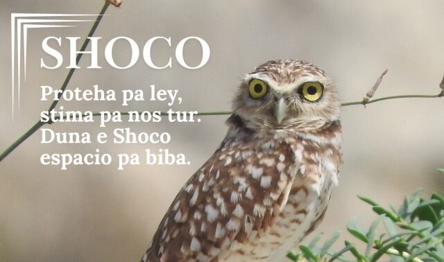 Komunidat por yuda protehá Aruba su shoco